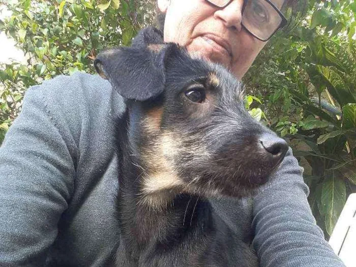 Cachorro ra a srd idade 2 a 6 meses nome Anastacia
