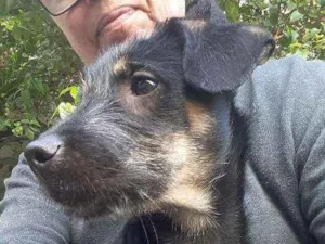 Cachorro raça srd idade 2 a 6 meses nome Anastacia