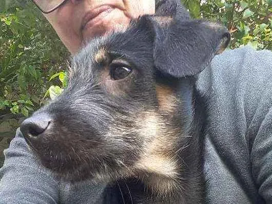 Cachorro ra a srd idade 2 a 6 meses nome Anastacia