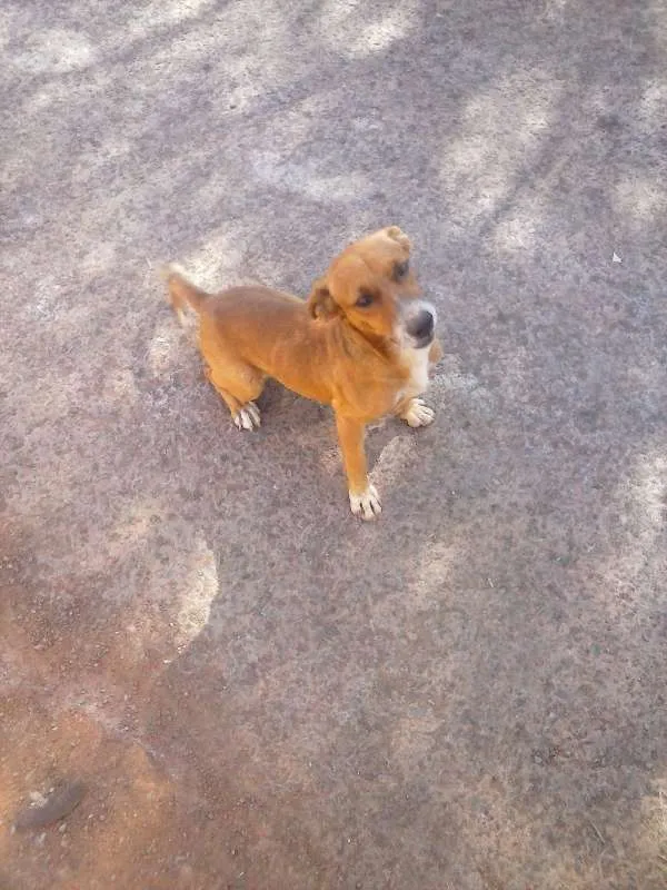 Cachorro ra a vralata idade 3 anos nome nao sei