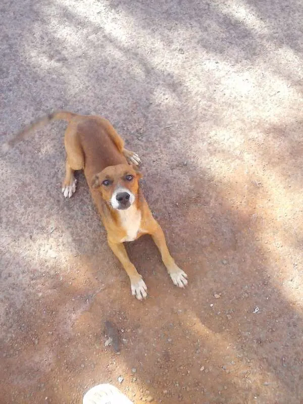 Cachorro ra a vralata idade 3 anos nome nao sei