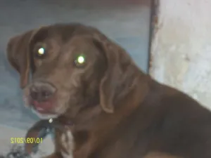 Cachorro raça não possue idade 6 ou mais anos nome Duque