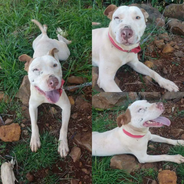 Cachorro raça Pitbull idade 1 ano nome sem nome