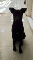 Rufus