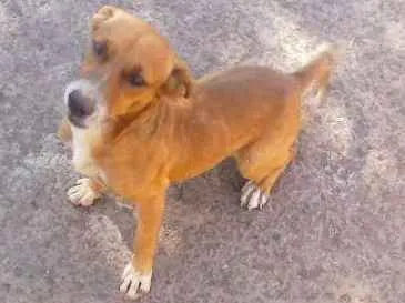 Cachorro ra a vralata idade 3 anos nome nao sei
