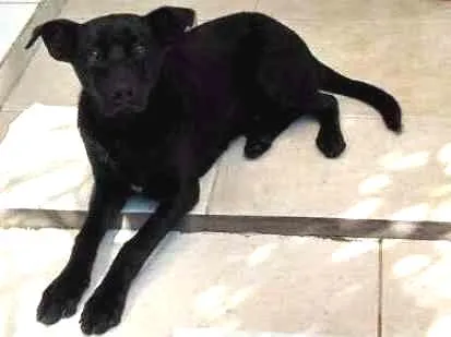 Cachorro ra a SRD idade 7 a 11 meses nome Rufus
