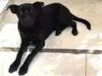 Rufus