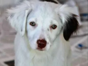Cachorro raça  idade 2 a 6 meses nome Clara Filhote