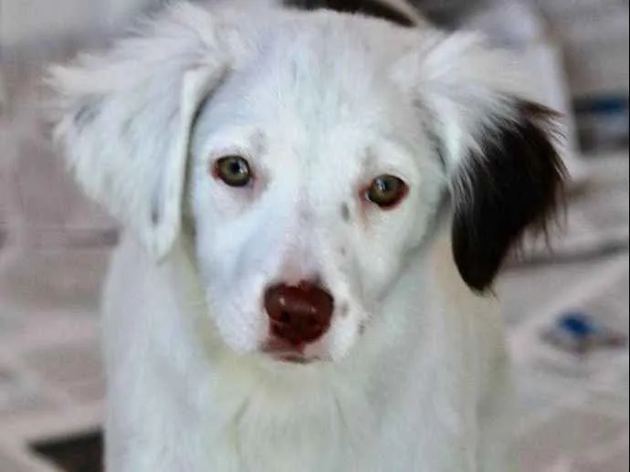 Cachorro ra a  idade 2 a 6 meses nome Clara Filhote