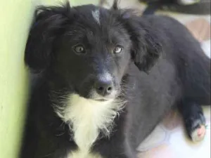 Cachorro raça  idade 2 a 6 meses nome Mila Filhote