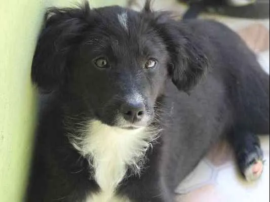 Cachorro ra a  idade 2 a 6 meses nome Mila Filhote