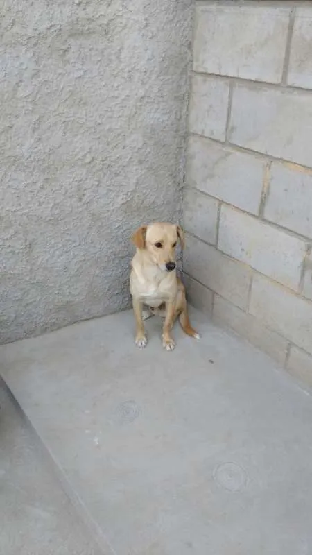 Cachorro ra a Não definida idade 2 anos nome Sem nome