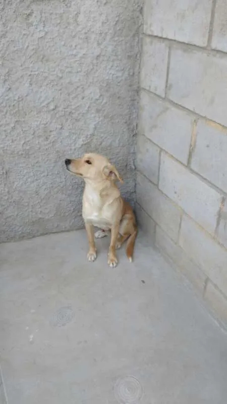 Cachorro ra a Não definida idade 2 anos nome Sem nome