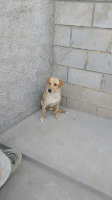Cachorro ra a Não definida idade 2 anos nome Sem nome