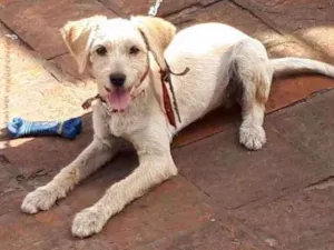 Cachorro raça SRD idade 2 a 6 meses nome Mel