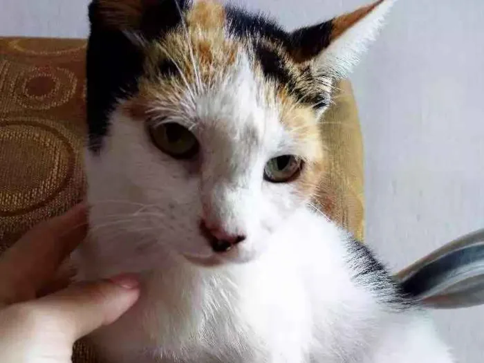 Gato ra a SRD idade 1 ano nome Fiona 