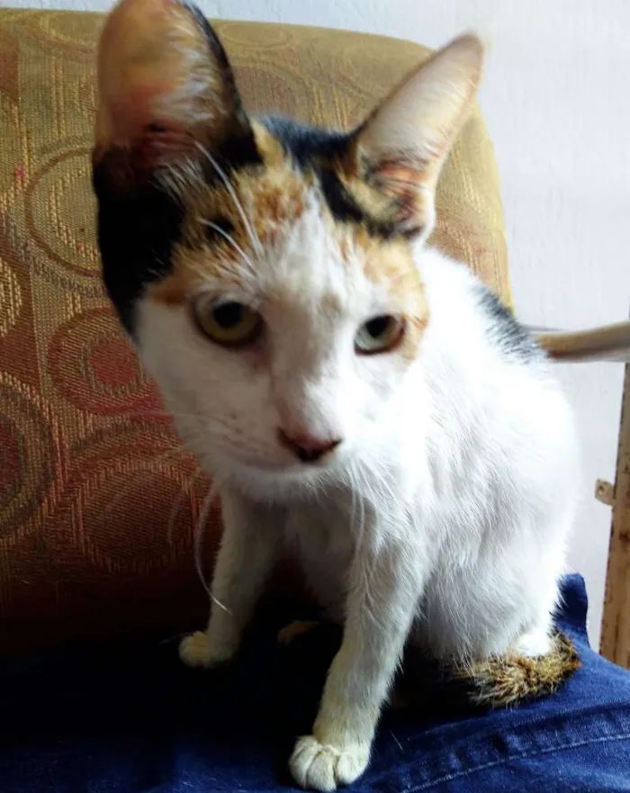 Gato ra a SRD idade 1 ano nome Fiona 