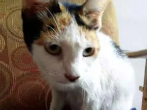 Gato raça SRD idade 1 ano nome Fiona 
