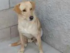 Cachorro ra a Não definida idade 2 anos nome Sem nome