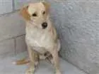 Cachorro raça Não definida idade 2 anos nome Sem nome