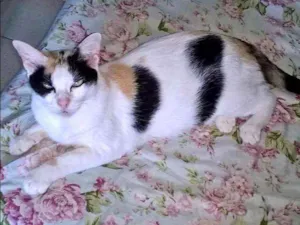 Gato raça Virá lata idade 6 ou mais anos nome Juju