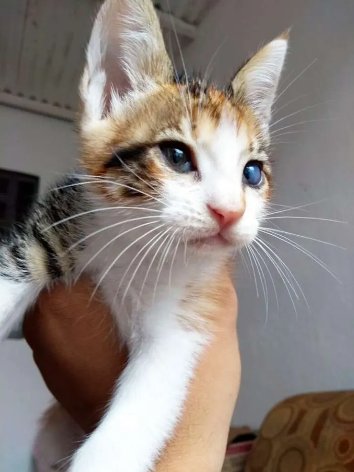 Gato ra a SRD idade 2 a 6 meses nome Filhote