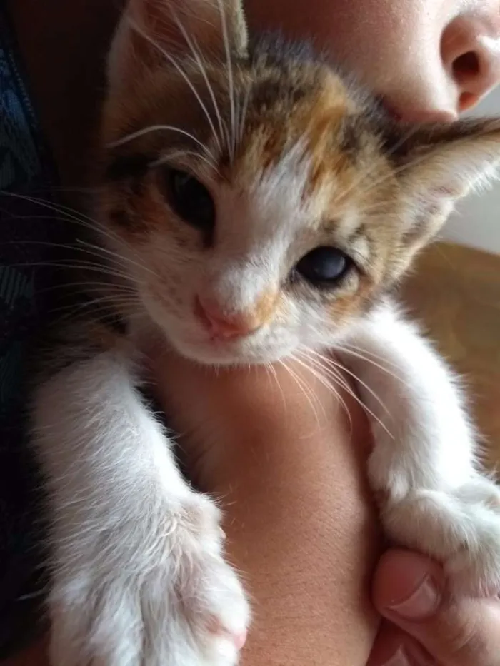 Gato ra a SRD idade 2 a 6 meses nome Filhote