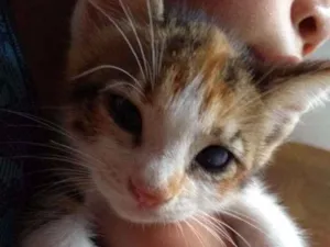 Gato raça SRD idade 2 a 6 meses nome Filhote