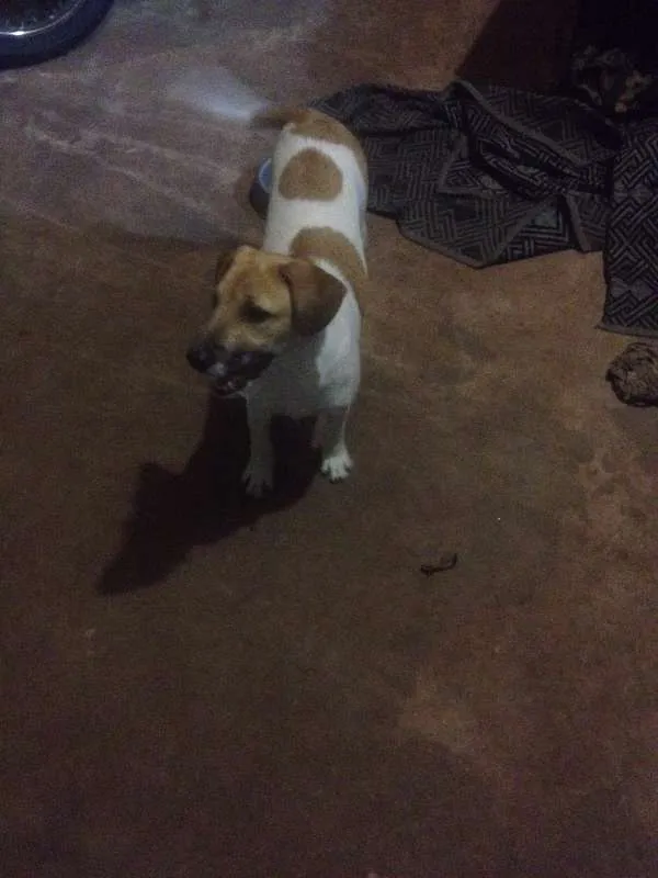 Cachorro ra a Vira latas  idade 2 a 6 meses nome Batman e Logan