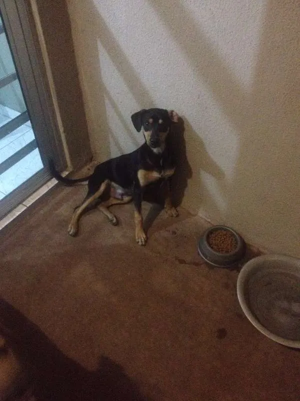 Cachorro ra a Vira latas  idade 2 a 6 meses nome Batman e Logan
