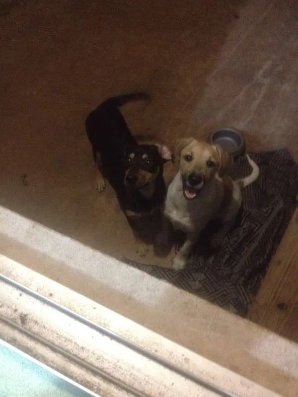 Cachorro ra a Vira latas  idade 2 a 6 meses nome Batman e Logan