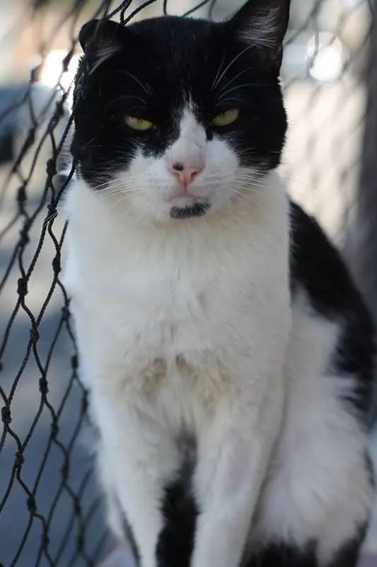Gato ra a  idade 2 anos nome Abel