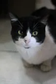 Abel