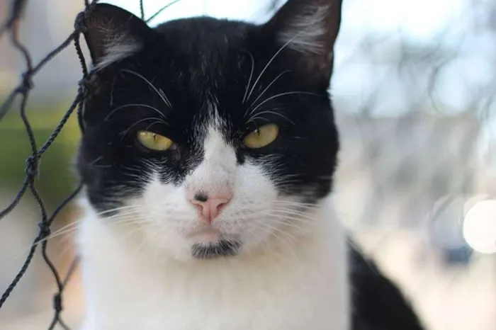 Gato ra a  idade 2 anos nome Abel