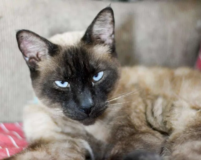Gato ra a  idade 2 anos nome Beto