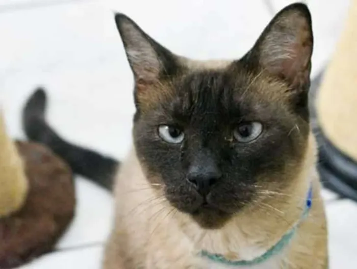 Gato ra a  idade 2 anos nome Beto