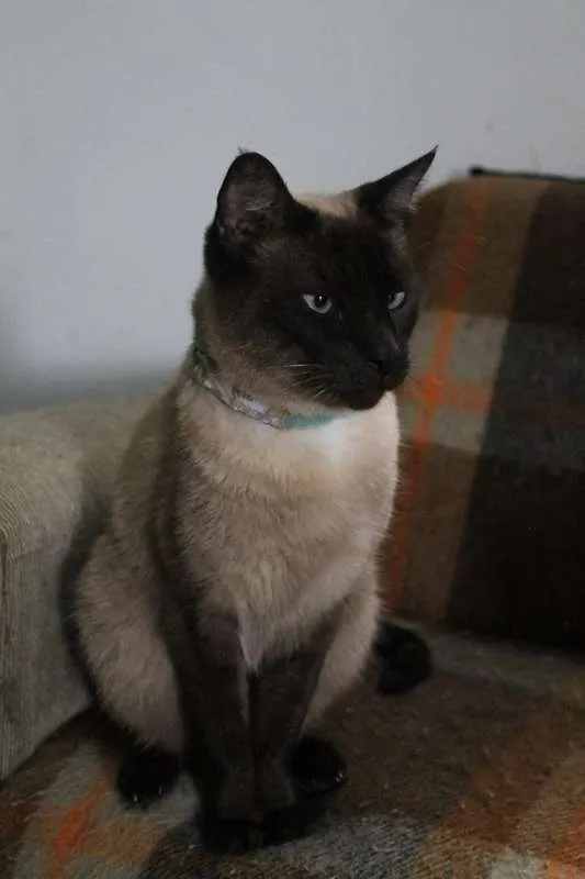 Gato ra a  idade 2 anos nome Beto