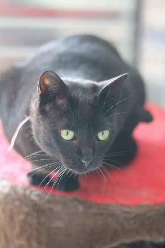 Gato ra a  idade 2 anos nome Nina