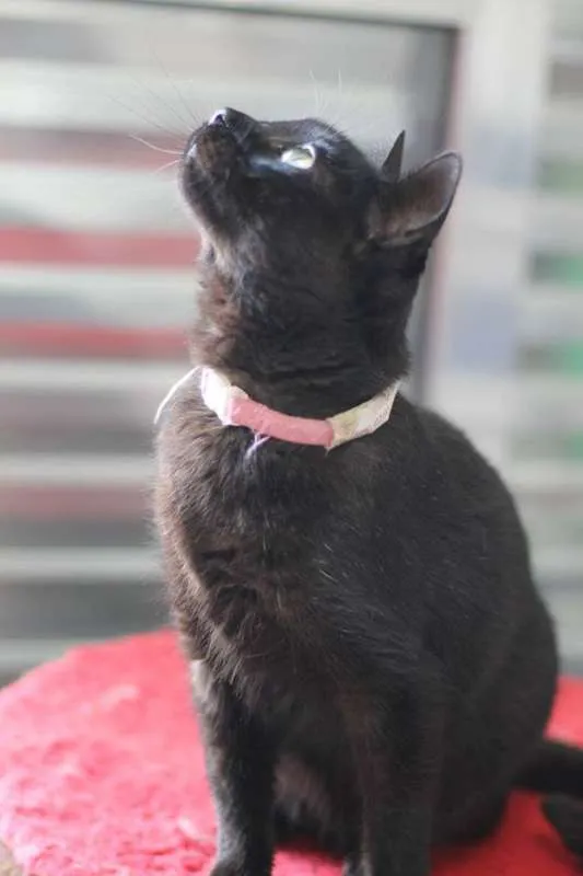 Gato ra a  idade 2 anos nome Nina