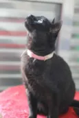 Nina