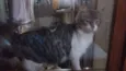 Mimoso