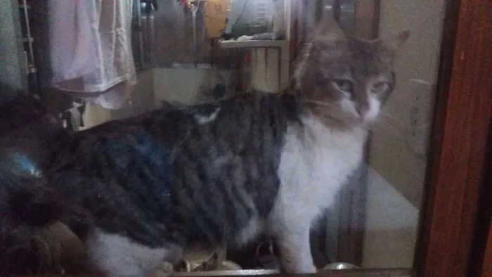 Gato ra a SRD idade 1 ano nome Mimoso