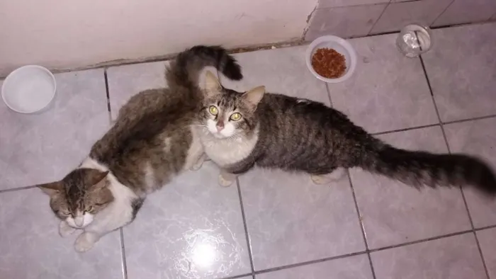 Gato ra a SRD idade 1 ano nome Mimoso