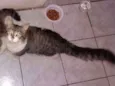 Mimoso