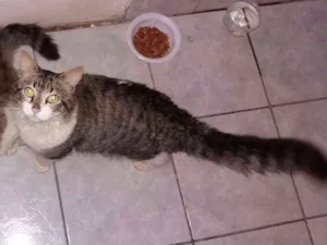 Gato raça SRD idade 1 ano nome Mimoso