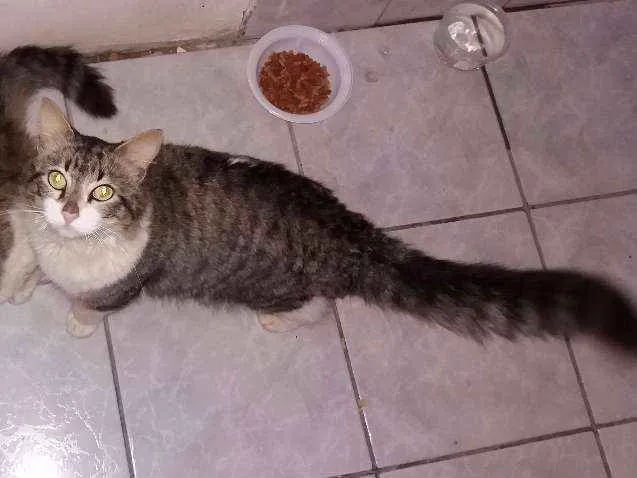 Gato ra a SRD idade 1 ano nome Mimoso