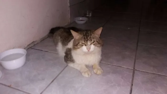 Gato ra a SRD idade 3 anos nome Grandão