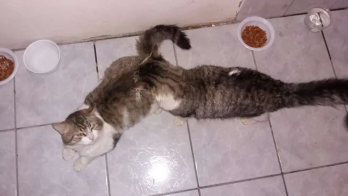 Gato ra a SRD idade 3 anos nome Grandão