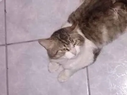 Gato ra a SRD idade 3 anos nome Grandão