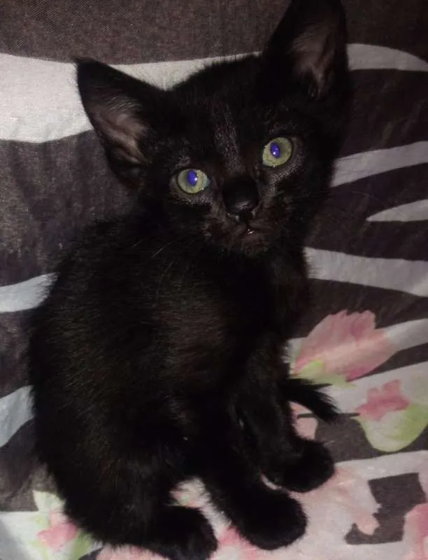 Gato ra a SRD idade Abaixo de 2 meses nome Filhotes